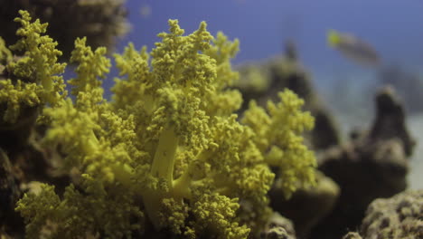 broccoli corals or litophyton arboreum , soft coral in the red sea