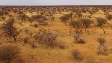 notable toma aérea del antílope eland corriendo por el monte y la sabana de áfrica cerca de erindi namibia