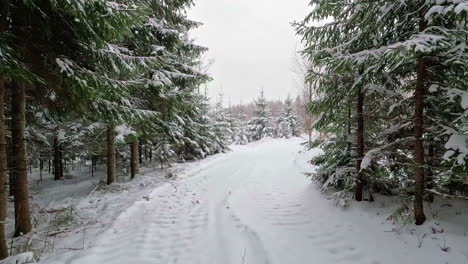 pov walking through forest path through winter cold snow