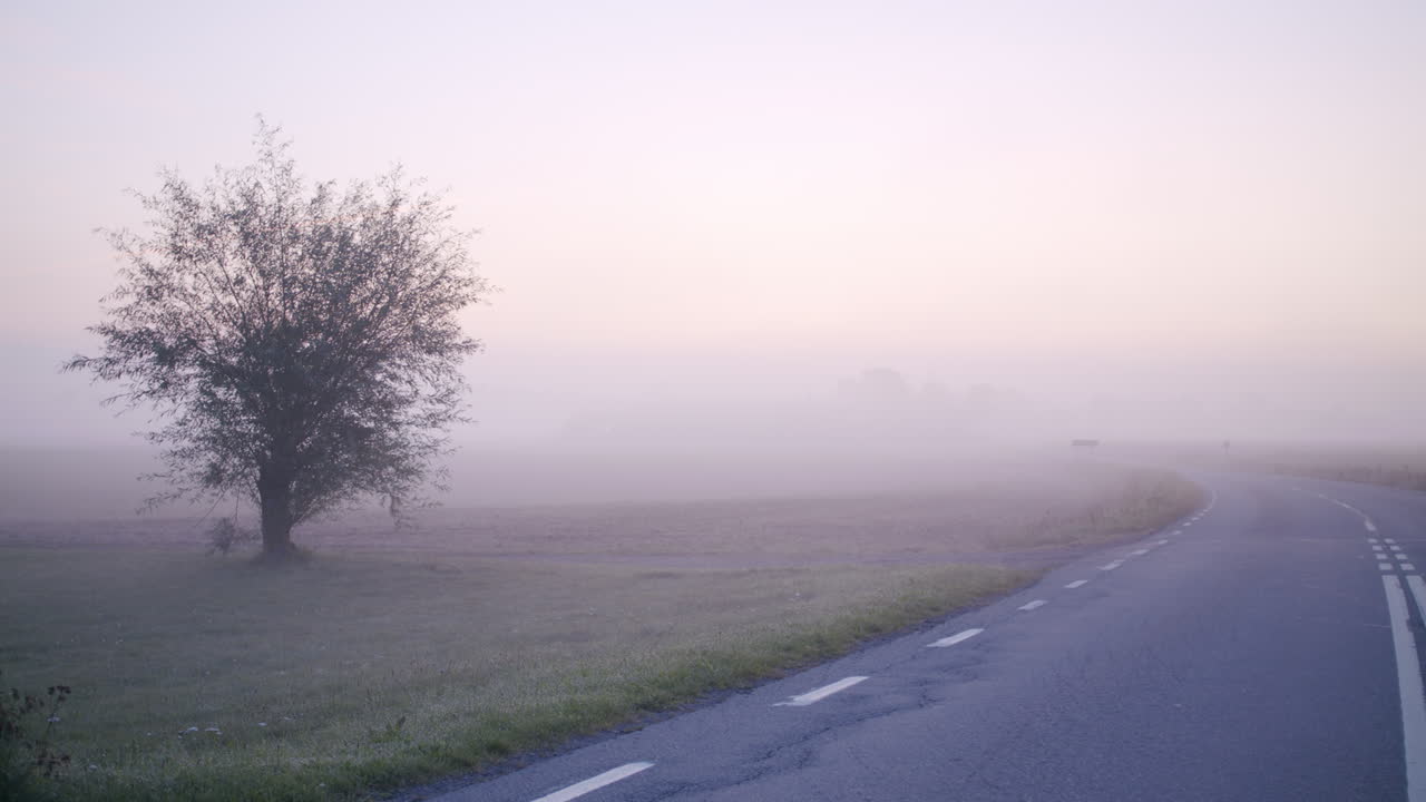비어 있는 도로  ⁇ 에 안개 가 있는 해가 뜨는 동안 나무 의 돌리