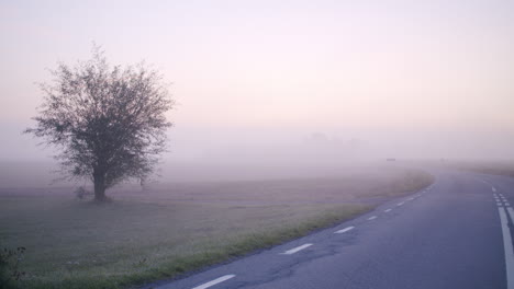 Dolly-De-Un-árbol-Durante-Un-Brumoso-Amanecer-Junto-A-Una-Carretera-Vacía