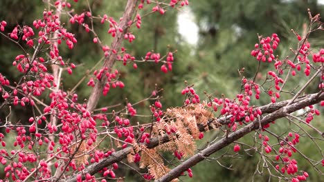 light snow fall in a park