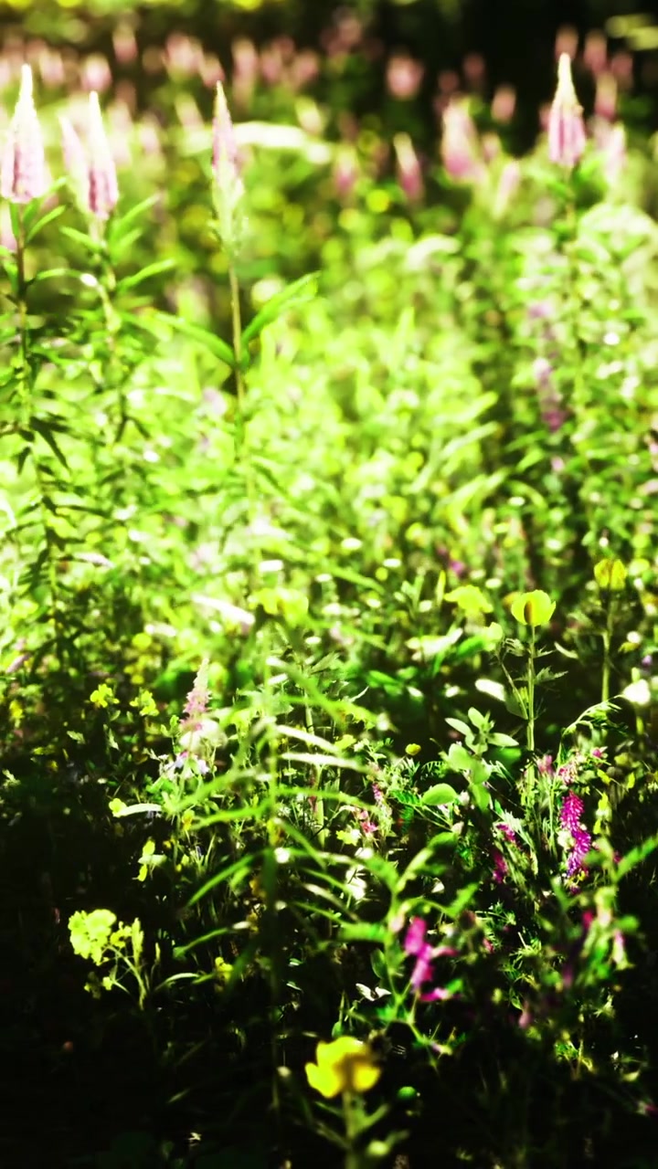 Fiori selvatici crescono in un campo durante una giornata di sole nel pomeriggio.