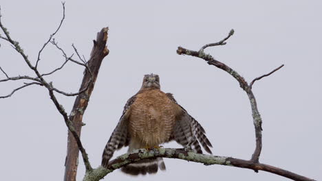 medium-close view of a red-shouldered hawk perched on a barren branch in late autumn with bright grey sky and light drizzling rain