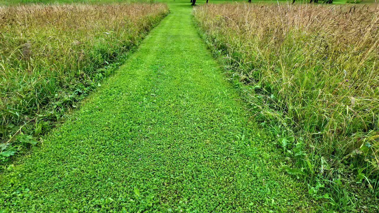 Green path in the middle flowers exude natural beauty. Flowers garden as background nature videos.