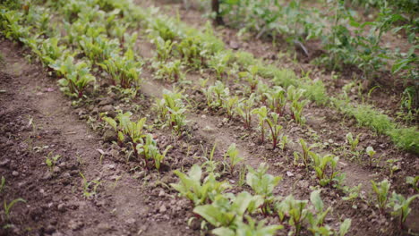 plántulas de remolacha roja muy jóvenes en las camas del jardín de la casa.