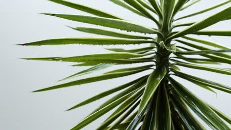 Rain-falling-on-yucca-plant-leaves-and-water-drop-accumulating