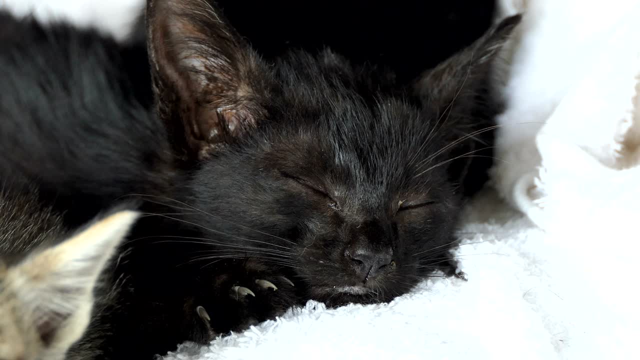 잠자는 새끼 고양이