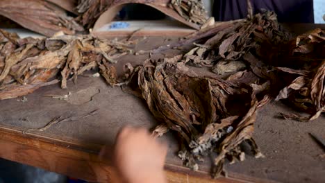 close up of woman sorting tobacco leaves at the factory