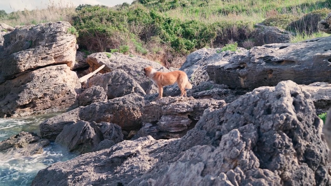 Un cane dal pelo dorato esplora un terreno costiero roccioso in Sicilia, ottimo per contenuti su animali domestici o stile di vita avventuroso