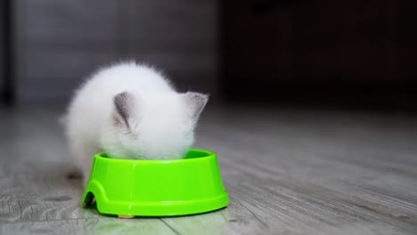 small kitten eating food. kitten eating food from bowl