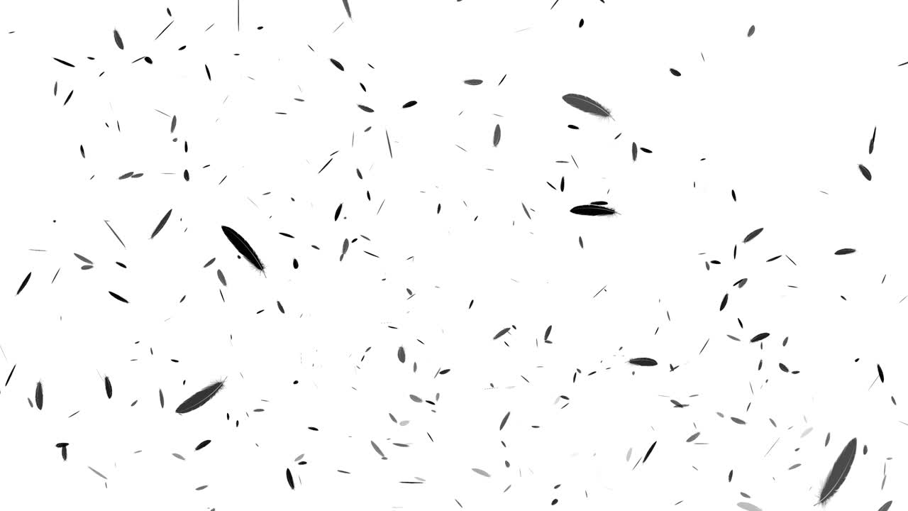 Black feather soaring particle motion graphics
