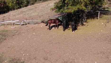 Three-horses-eating-grass-under-the-tree