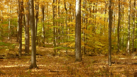 Magical-view-of-mother-nature-showing-yellow-forest