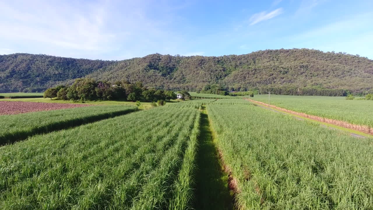 levantar tomas aéreas de cultivos de caña de azúcar