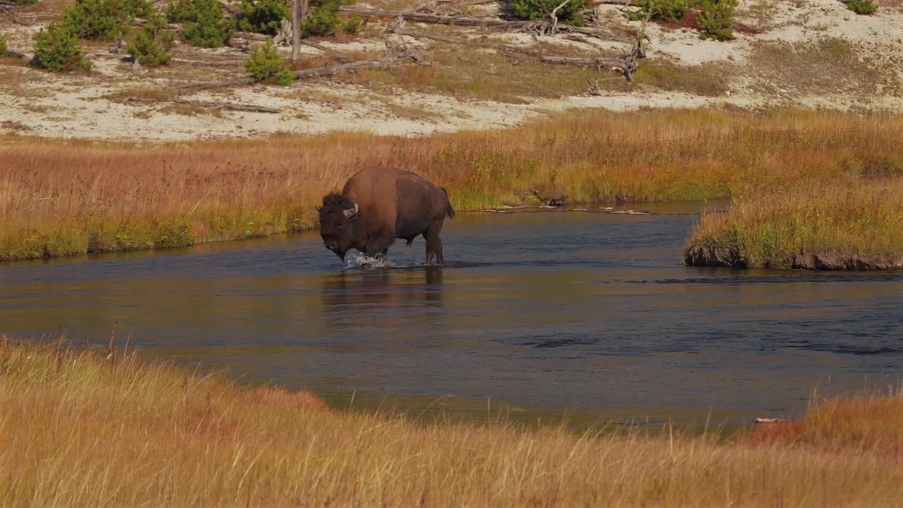 Vahşi Amerikan Bizonu, Madison Firehole Nehri'nin derin sularını geçiyor. Yellowstone Milli Parkı, Wyoming. Sonbahar doğa manzarası, güneşli sabah, Fountain Flat Drive, Biscuit Basin, Mid Geyser Basin.