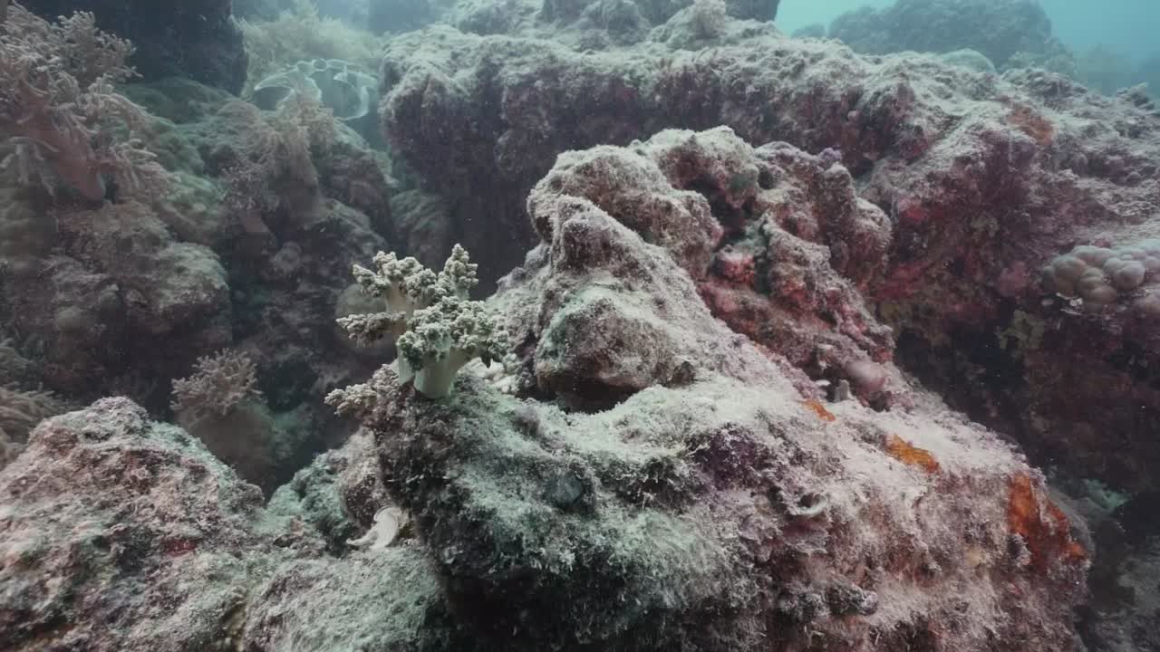 arrecife de coral blanqueado muerto