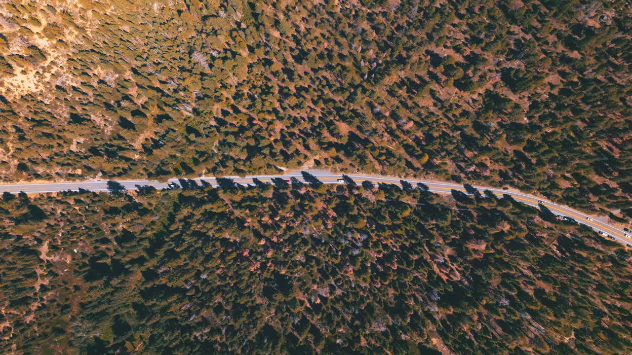 Highway in the wild pine tree forest at sunny daytime. A beautiful wildlife panorama from high top view.