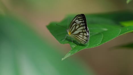 A-beautiful-small-butterfly-with-stripes,-resting-on-a-leaf-during-the-morning-in-the-jungle-of-Kaeng-Krachan-National-Park-in-Thailand