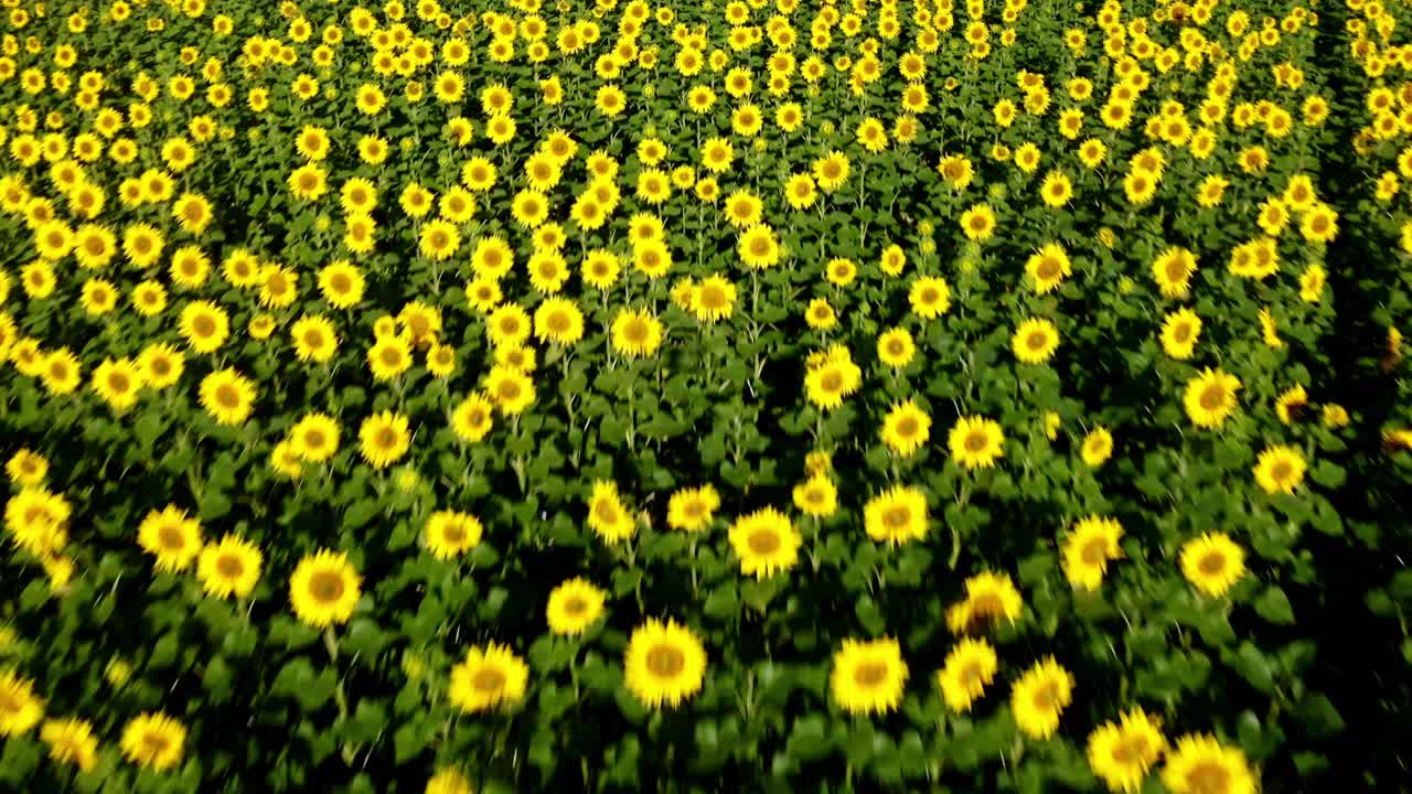 Campo di girasoli