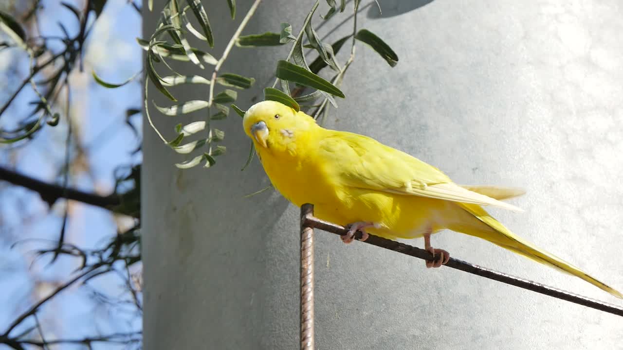 Periquito amarillo en una barandilla