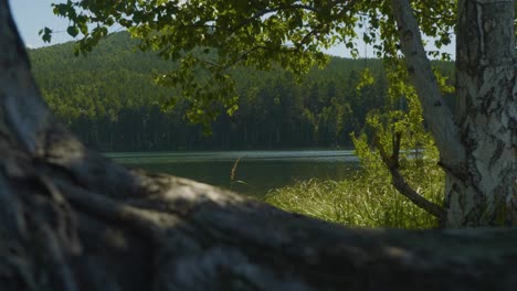 serene lakeside forest view