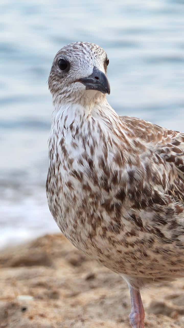 A seagull looking around at the beach with the waves on the background. Vertical