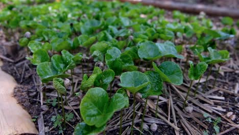 Diminutas-Plántulas-De-Plantas-De-Café-Que-Crecen-En-Un-Vivero-En-Una-Finca-De-Café,-Plantas-De-Granos-De-Café-Con-Hojas-Verdes-Brillantes-En-Mantillo