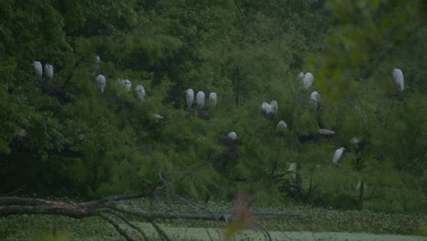 Wood-storks-in-trees-in-eastern-north-carolina