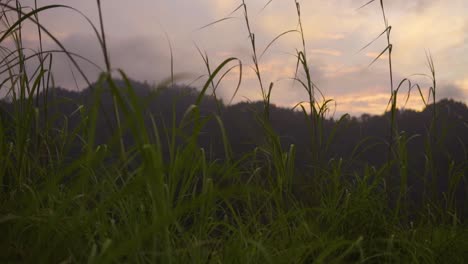 slow motion shot of grass on a sunset