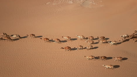 an aerial view of a caravan crossing a desert