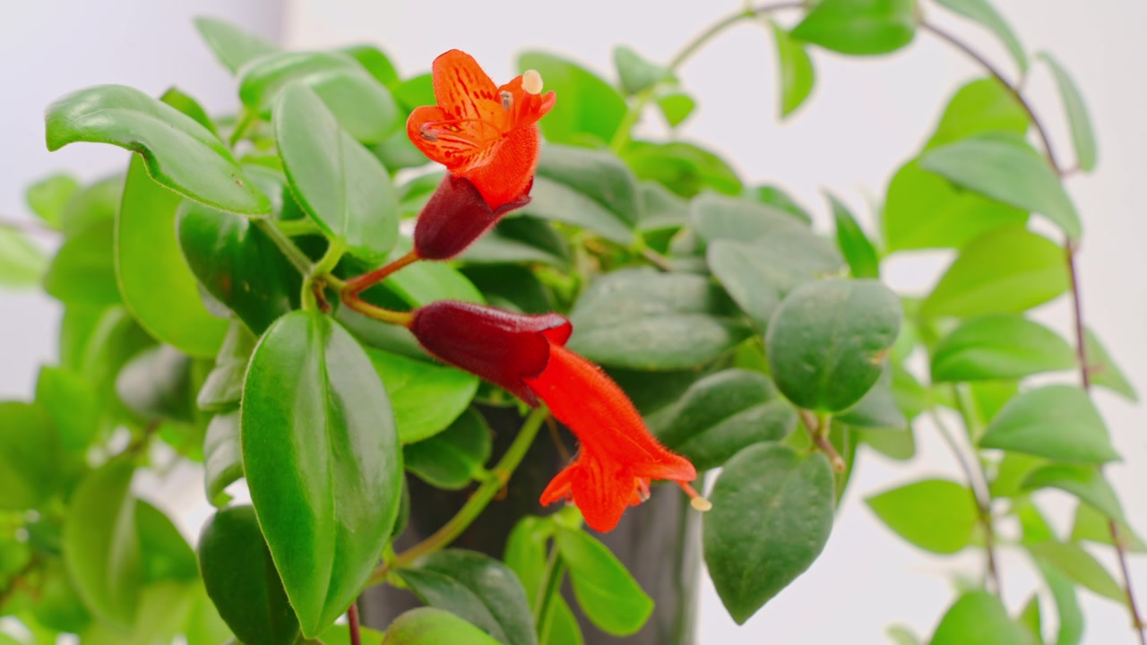 Primo piano di una pianta rossetto in fiore con fiori tubolari rossi.