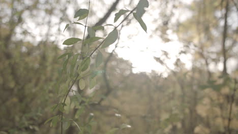 camera moves around a branch as the autumn - fall sunlight breaks through the trees behind - ungraded