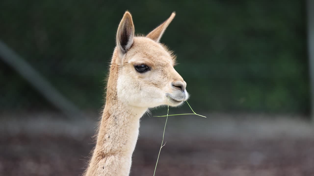 retrato de una guapa vicuña comiendo hierba en la naturaleza, de cerca