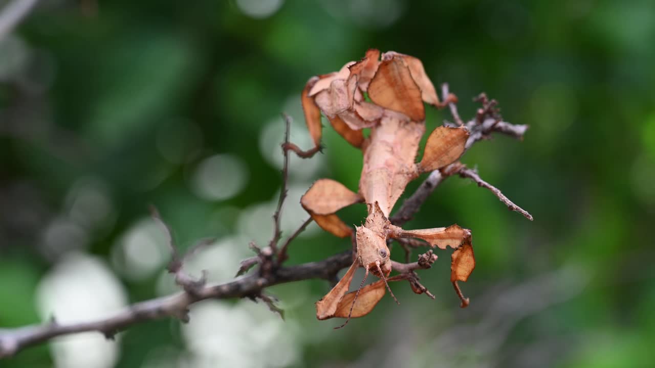 Giant Prickly Stick Insect, Extatosoma tiaratum, an individual seen on top of a bare twig, looks like an alien, barely moving as it pretends to be part of the twig as a dead leaf