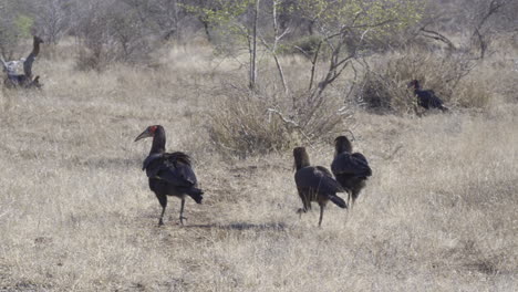 southern ground hornbill family, adult and juveniles, walking on african savannah in search of food