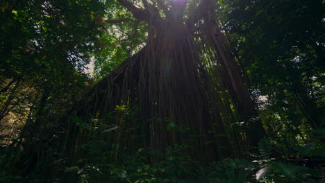 Curtain-fig-tree-in-Queensland,-Australia