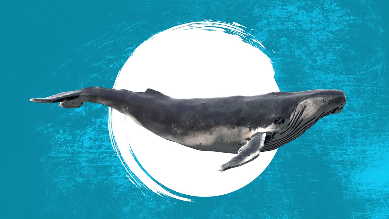 수영하는 파란 고래, 그룬지 드로우 모양의 추상 예술 개념, 현실적인 3d 캐릭터 동물, 크리에이티브 스 모션 스타일의 배경, 그래픽 다채로운 디자인, 만화 패션 루프 애니메이션.