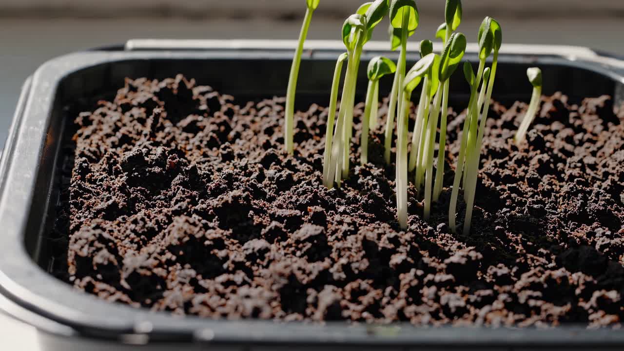 Close-up video angle of young green sprouts emerging from dark soil in a plastic tray