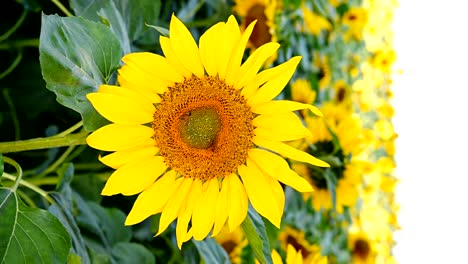 las abejas recolectan el polen de un girasol en flor. por favor, gire 90 grados en el sentido de las agujas del reloj para obtener una composición vertical.