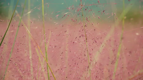 Macro-De-Hierba-Muhly-Rosa---Muhlenbergia-Capillaris---Primer-Plano-Inclinado-Hacia-Arriba