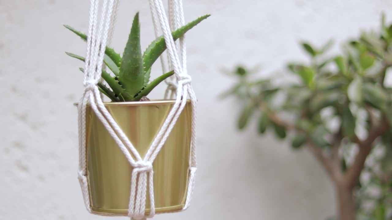Aloe Vera Plant in Macrame Hanging Planter
