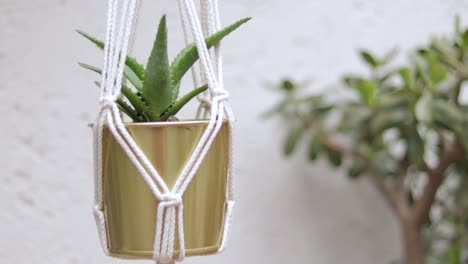 aloe vera plant in macrame hanging planter