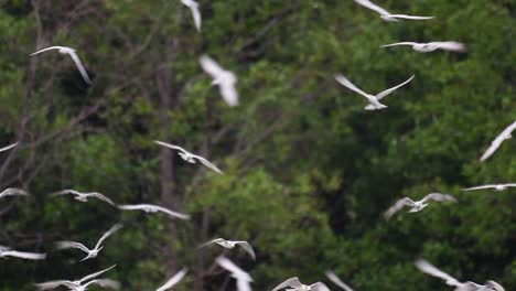 Terns-are-seabirds-that-can-be-found-all-throughout-the-world-at-sea,-rivers,-and-other-wider-bodies-of-water