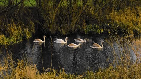 slow motion shot of a swan and her chicks swimming on a river in the british countryside. we see reeds blowing in the wind in the foreground, a swan and her cygnets casting reflections in the water