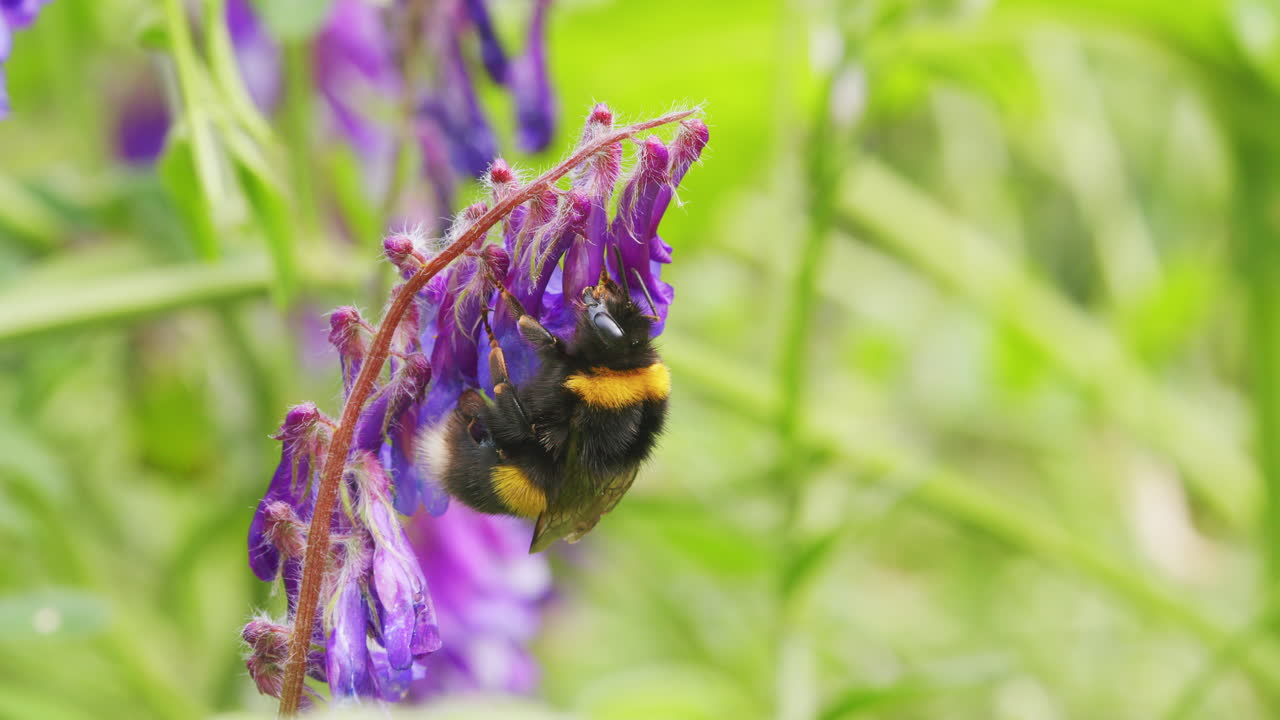 abeja de cola blanca buscando néctar en la flor en un día soleado y ventoso en el jardín