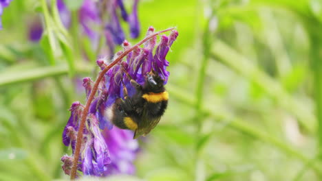 Weißschwanzbiene-Auf-Der-Suche-Nach-Nektar-Auf-Blume-An-Windigen,-Sonnigen-Tag-Im-Garten