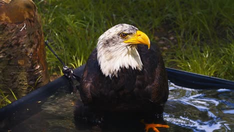 video of the american bald eagle, slow motion, close up