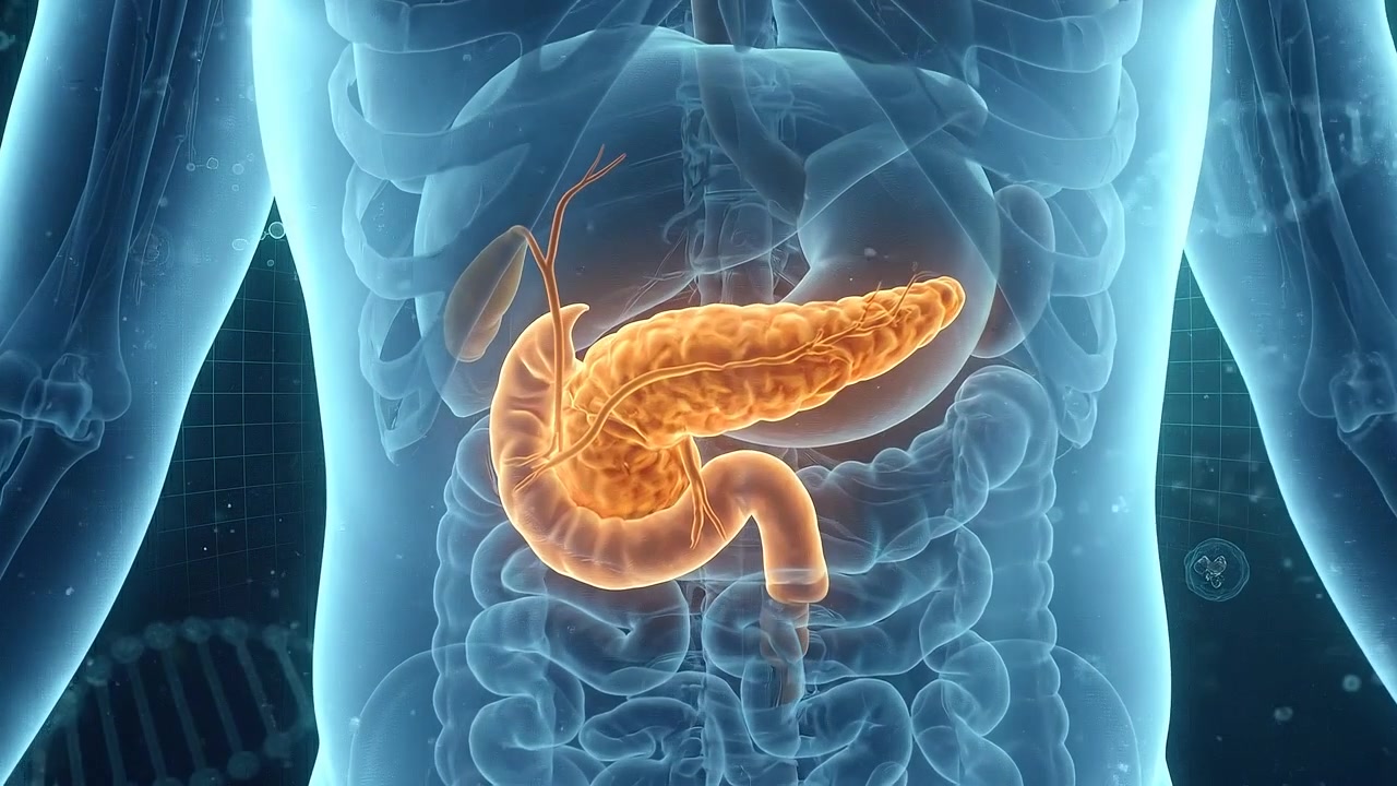 3D Medical Animation of Human Pancreas Anatomy