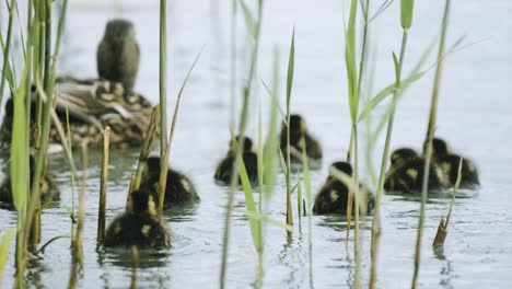 Mama-Und-Ihre-Jungen-Kleinen-Enten-Schwimmen-Am-Ufer-Des-Plattensees-Weg